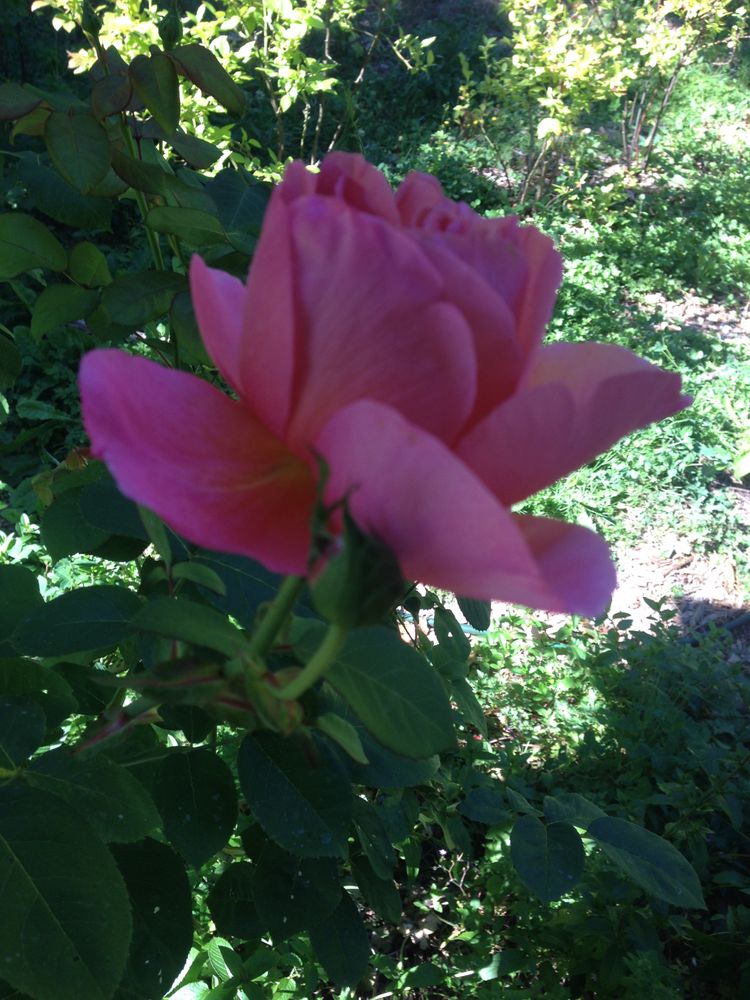 CHIMACUM CANNABIS Updated September 2024 34 Photos & 15 Reviews