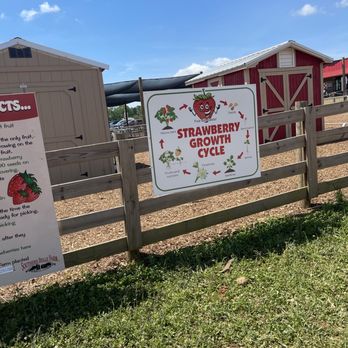 Southern Belle Farm - Pick Your Own Farms Near Me - McDonough, Georgia Southern Belle Farm - Pick Your Own Farms Near Me - McDonough, Georgia