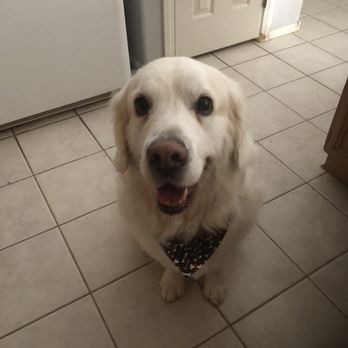 Hot Under the Collar - Mufassa - Pet Groomers Near Me