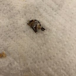 I had this in my pizza which was a pretty big metal piece. Disappointed that's all I got to say I had this in my pizza which was a pretty big metal piece. Disappointed that's all I got to say