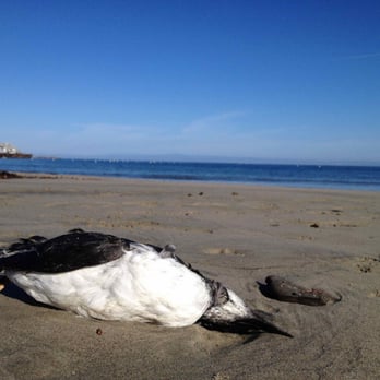 Del Monte Beach - Marine biologist's treasure trove. - Beaches Near Me - Monterey, California