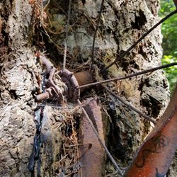 Old Bicycle In the Tree