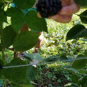 Dr. Young's Pond Berry Farm - Giant find! - Fruits & Veggies Near Me - Angier, North Carolina Dr. Young's Pond Berry Farm - Giant find! - Fruits & Veggies Near Me - Angier, North Carolina