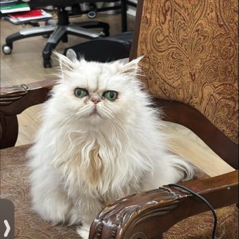 Olive Garden Italian Restaurant - kitty - Italian Near Me - Kenner, Louisiana