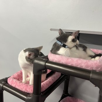 Tail Town - Pet Adoption Near Me - Pasadena, California Tail Town - Pet Adoption Near Me - Pasadena, California