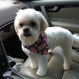 All groomed up by Melissa . We are very happy