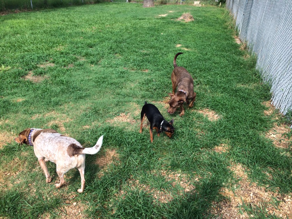 WEE PAWS BOARDING KENNEL Updated September 2024 125 Sherrills Ln