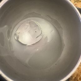 fly or some sort of insect in my water
