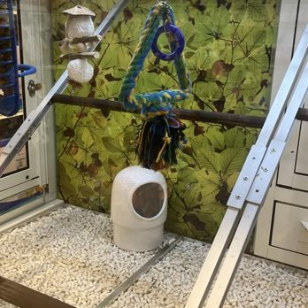 PetSmart - Parakeet - Pet Stores Near Me - Santa Ana, California PetSmart - Parakeet - Pet Stores Near Me - Santa Ana, California
