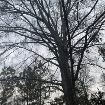Extreme Tree Service - Before - Tree Services Near Me - Myrtle Beach, South Carolina