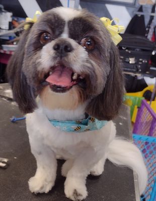 We Offer a Safe, Warm & Friendly Environment! - Your furry friend will enjoy a peaceful and safe time here during their new groom. Call us to schedule your new appointment! We Offer a Safe, Warm & Friendly Environment! - Your furry friend will enjoy a peaceful and safe time here during their new groom. Call us to schedule your new appointment!