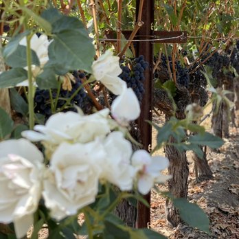 Uvas Transportation - Always stop to smell the roses. - Wine Tours Near Me - Napa, California Uvas Transportation - Always stop to smell the roses. - Wine Tours Near Me - Napa, California