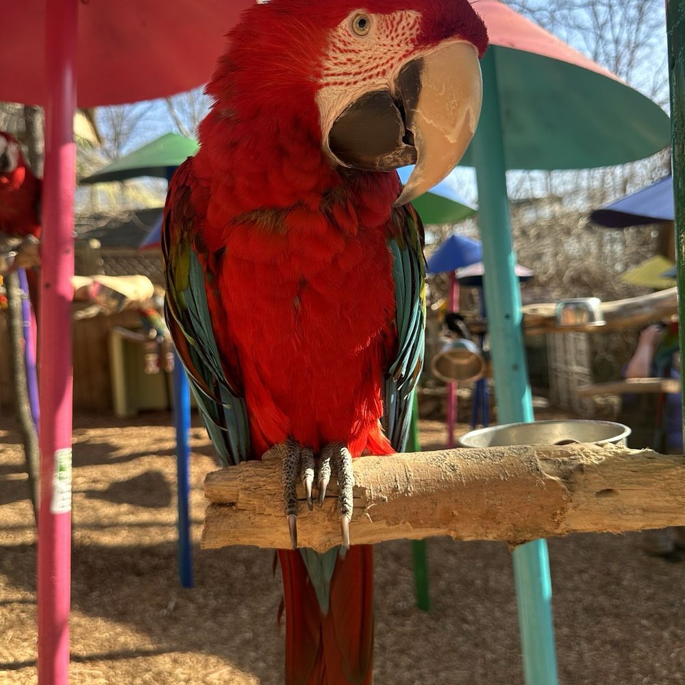 Parrot Mountain & Gardens - Parks Near Me - Pigeon Forge, Tennessee Parrot Mountain & Gardens - Parks Near Me - Pigeon Forge, Tennessee