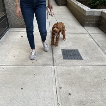 Training with Leah - Leash training - Pet Training Near Me