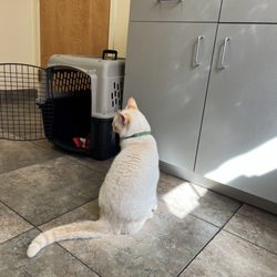 Chuluota Veterinary Hospital - Kermit, a cat, in the veterinary waiting room