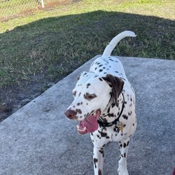 Hounds of Henry Street - Happy Doggie!