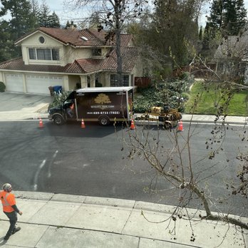 Quality Tree Care - Their impeccable marketing - great logo - Tree Services Near Me - Pleasant Hill, California Quality Tree Care - Their impeccable marketing - great logo - Tree Services Near Me - Pleasant Hill, California