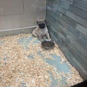 Photo of A to Z Pet Shop - Trumbull, CT, United States. One of the puppies