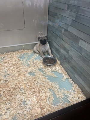 Photo of A to Z Pet Shop - Trumbull, CT, US. One of the puppies