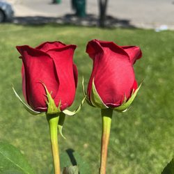 J & S Flowers - Old roses. Ripped off petals.
