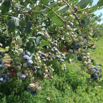 Hoffman Farm Store - Fruits & Veggies Near Me - Beaverton, Oregon