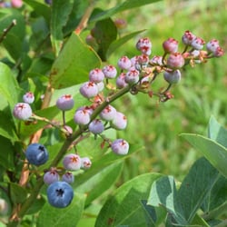 Kernodle's Blueberry Farm - Gittin Ripe: Kernodle's Blueberry Farm