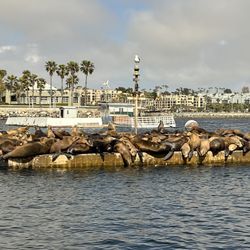 South Bay Sailing - Sea lions hanging in their pad with their harem