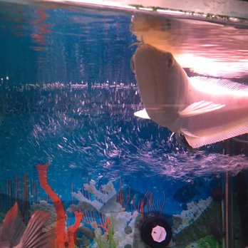Total Fish & Pets - Albino Arowana. Never seen one before - Pet Stores Near Me - Alhambra, California Total Fish & Pets - Albino Arowana. Never seen one before - Pet Stores Near Me - Alhambra, California