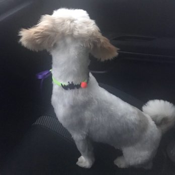 Four Paws Grooming - Cute Halloween collar - Pet Groomers Near Me - Newark, New Jersey Four Paws Grooming - Cute Halloween collar - Pet Groomers Near Me - Newark, New Jersey