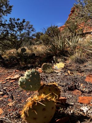 Boynton Canyon Trail by null