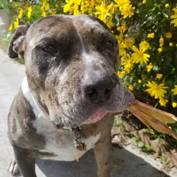 Real Dog Box - Duck foot - Pet Services Near Me - San Diego, California Real Dog Box - Duck foot - Pet Services Near Me - San Diego, California
