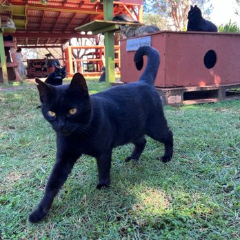 Lanai Cat Sanctuary - Animal Shelters Near Me - Lanai City, Hawaii Lanai Cat Sanctuary - Animal Shelters Near Me - Lanai City, Hawaii