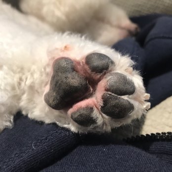 Dog Gone Pretty - Pet Groomers Near Me - Huntington Beach, California