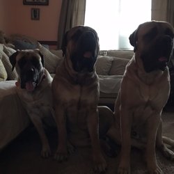 bienville animal clinic