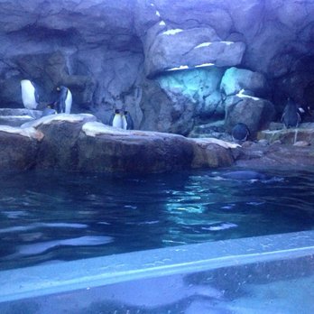 Wilder Institute Calgary Zoo - Penguin area - Zoos Near Me - Calgary, Alberta Wilder Institute Calgary Zoo - Penguin area - Zoos Near Me - Calgary, Alberta