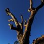 Photo of Knock-Em-Out Tree Service
