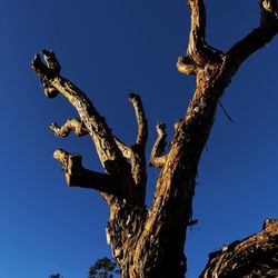 Knock-Em-Out Tree Service - After