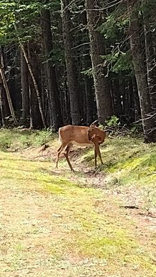 Lily Bay State Park by null