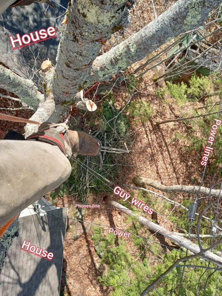 True American Tree Care - tree service in New Hampton, NH