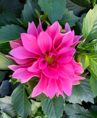 Early Bird Farm by null