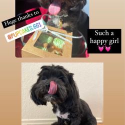 The Puppy Bakery - Yummy!!!