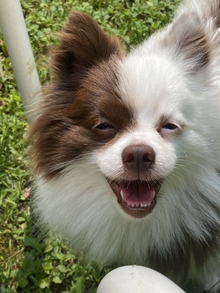 DOGS GONE STYLIN SALON Updated June 2024 11 Photos 3490 Stag Park Rd, Burgaw, North