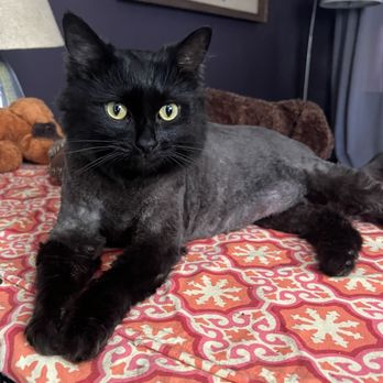 Cats & Dogs - Willy Chonka looking svelte in his lion cut - Pet Groomers Near Me - Los Angeles, California Cats & Dogs - Willy Chonka looking svelte in his lion cut - Pet Groomers Near Me - Los Angeles, California