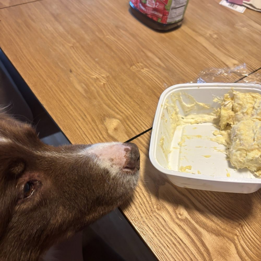 Even my dog wants the durian cake Even my dog wants the durian cake