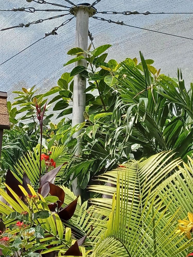 Bambi's Butterfly House Image