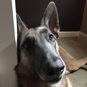 Adventure Pet - Pet Boarding Near Me - Reno, Nevada