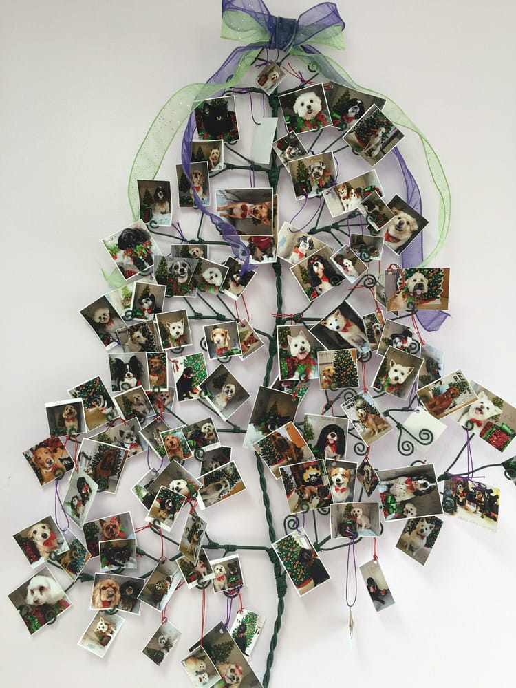 WENDY’S LUCKY PAWS Updated September 2024 14 Photos & 12 Reviews