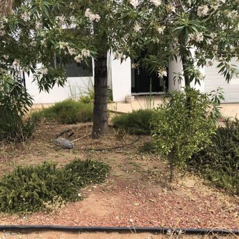 Ortega's Jr Tree Service - BEFORE - Tree Services Near Me - Riverside , California