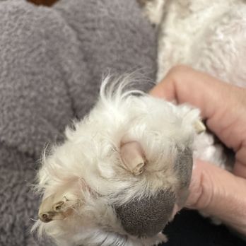 Bare Bones Dog Wash - Pet Groomers Near Me - Eugene, Oregon