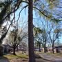 Photo of American Tree